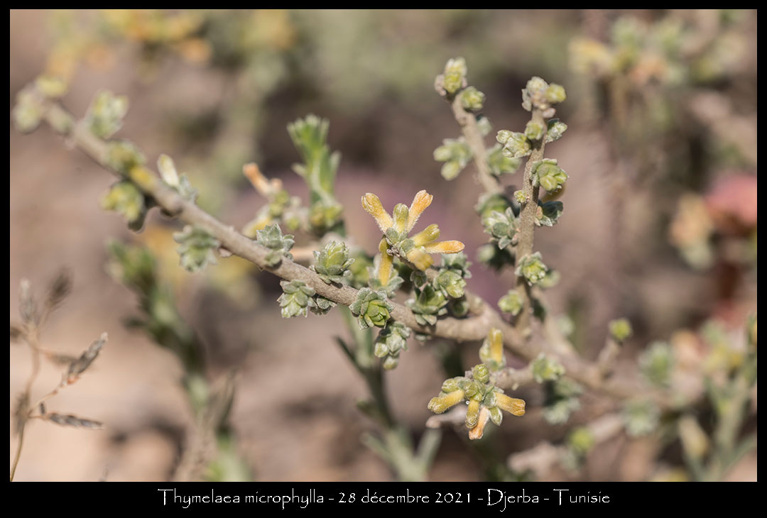 Thymelaea microphylla
